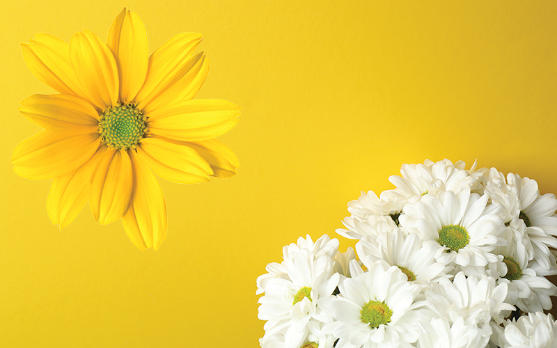 Yellow single flower with white bunch of flowers_CREDIT_iStock-2256861785 and iStock-184624919